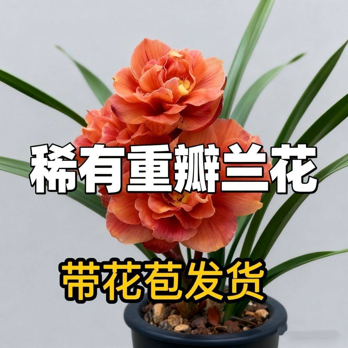 中国牡丹 富貴凌香 凌雪工笔富贵牡丹四条屏国色天香- 牡丹画- 99字画网