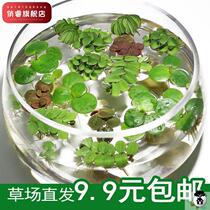 Decorative one-leaf lotus lazy bonsai small bonsai fish and shrimp ornamental garden hydroponic fish tank flowers and plants aquatic plants simulation Ping