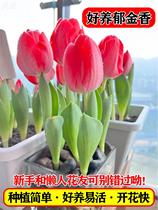 Tulip ball heavy valve ball Holland imported flowers 5 5 - degree spherical plant pot seed
