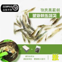 Black Shell Shrimp Small Vat Clean Shrimp Turtle Feed Except Algae Shrimp Ornamental Shrimp Tools Shrimp Grass Vat Aquarium Fish Tank Building