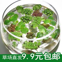 Fish tank landscaping aquatic plants fish tank aquatic plants duckweed aquatic plants plastic flowers and plants aquarium decoration small ornaments