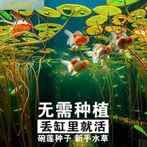 Water Fairy Flower Basin Glass Transparent Hydroponic Vases Bronze Money Grass Bowl Lotus Flower Fish Tank Round Gold Fish Tank