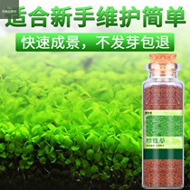Water quality Landscape Lazy Man Set Aquatic Lawn Bionic Grass Mud Living Fish Pond Water Grass Clay Plant Small Fish Fish Tank