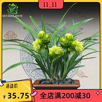 With a flower bud is guaranteed to be an orchid spring Lana name Jiuxian peony flowers open rich and strong and fragrant all season well
