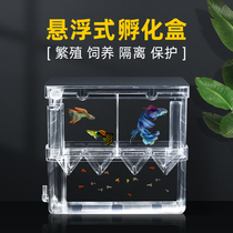 Peacock Fish Breeding Case Fish Tank Isolated Case Hatchery Hatchery Incubators Goldfish Zebrafish Independent Crosswalk Seedling Box