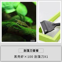 Black shell shrimp small tank clean shrimp turtle feed algae removal shrimp ornamental shrimp tool shrimp grass tank aquarium fish tank landscaping
