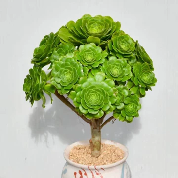 法师多肉植物老桩-法师多肉植物老桩促销价格、法师多肉植物老桩品牌- 淘宝