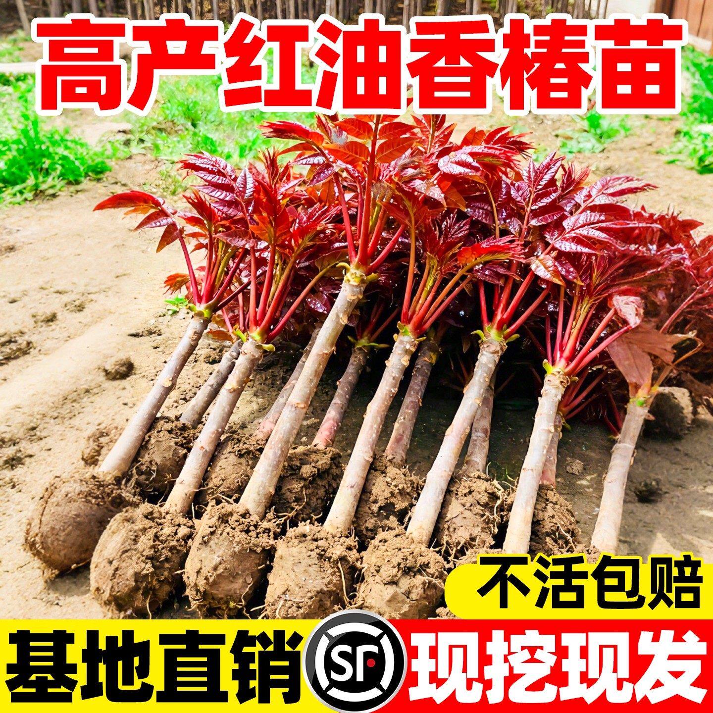 紅油香椿 ホンユーシャンチュン苗木 10株セット　5～10cm ☆送料込み、香椿苗木 ☆チャンチン苗木 紅油香椿 - メルカリ