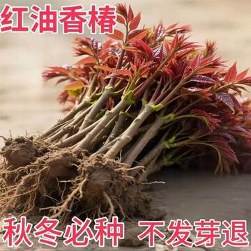红油香椿苗树-红油香椿苗树促销价格、红油香椿苗树品牌- 淘宝