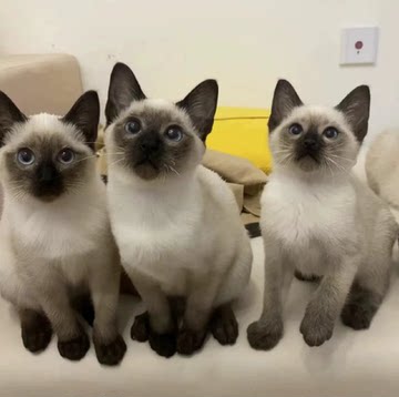 全国发货海豹重点色蓝眼睛暹罗猫幼猫泰国短毛猫活体宠物布偶猫咪