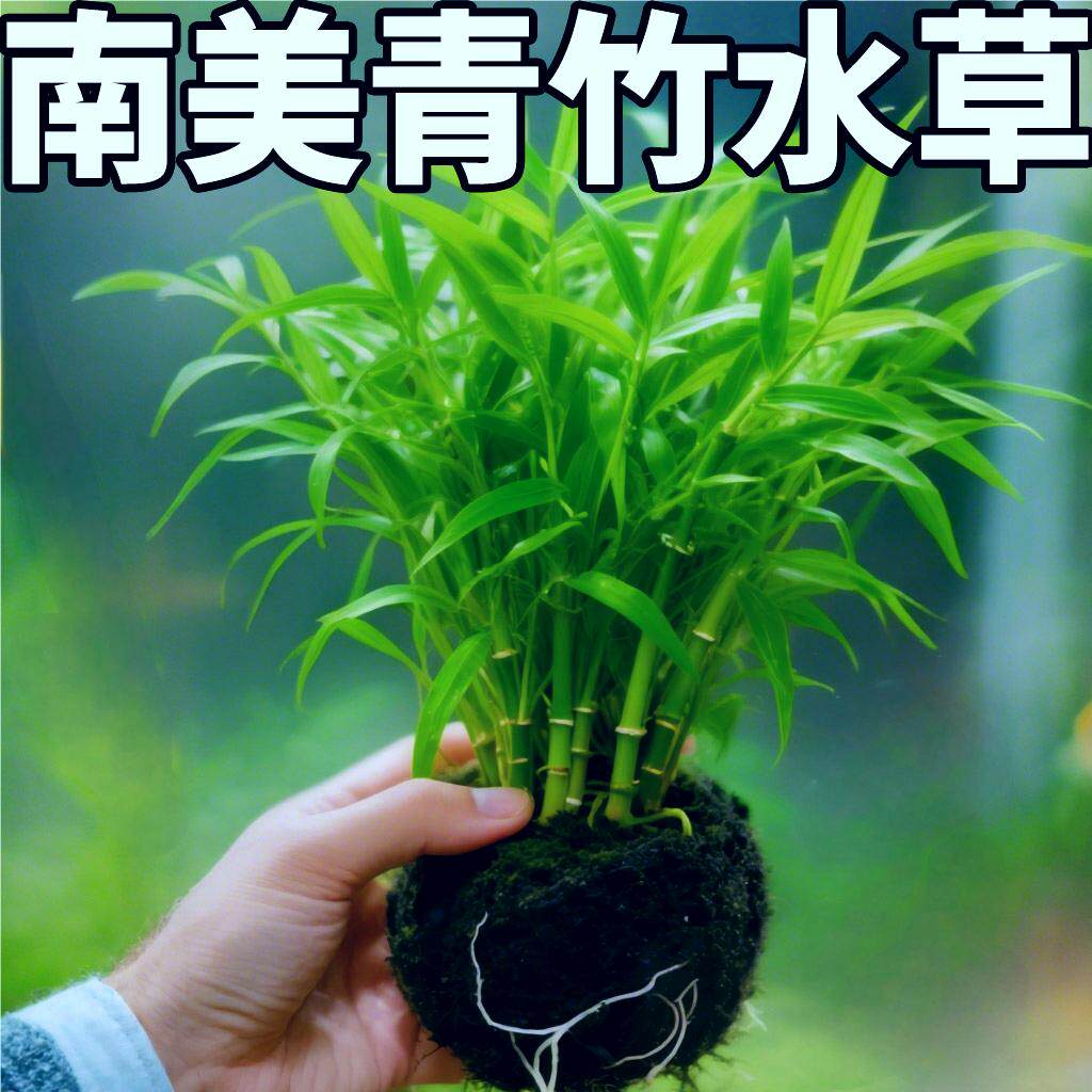 青竹水草真草-青竹水草真草促销价格、青竹水草真草品牌- 淘宝