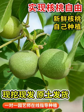 文玩核桃 原树吸血鬼官帽 32mm v2-