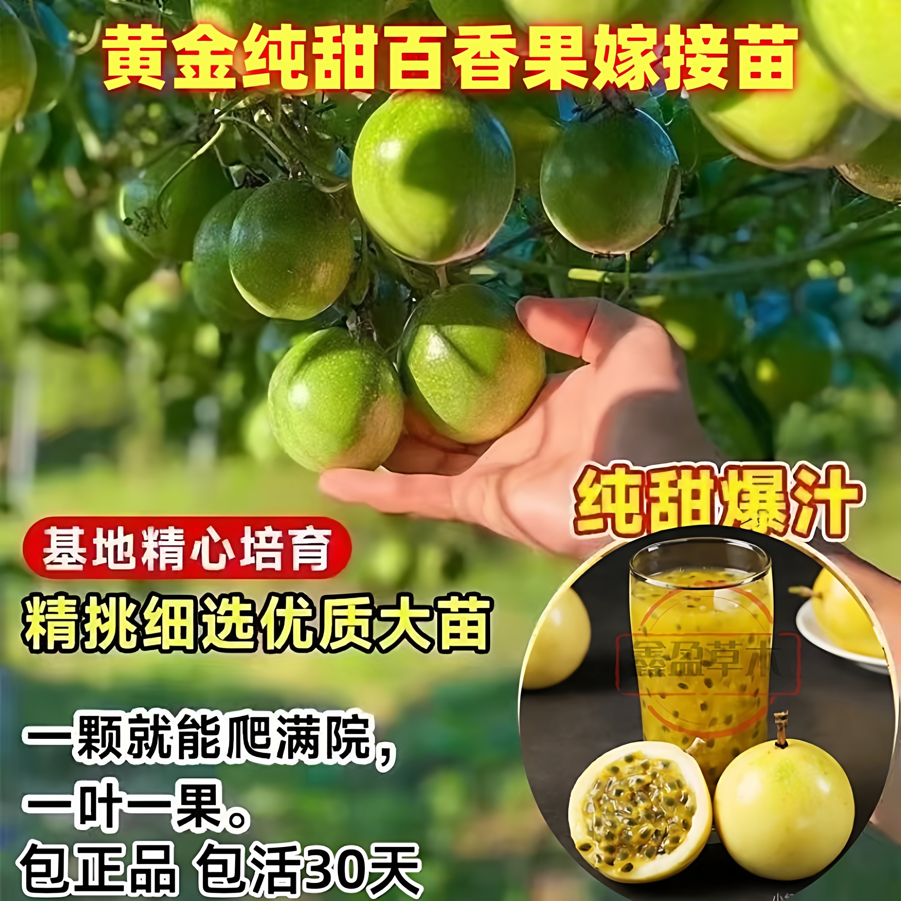 黄金百香果苗-黄金百香果苗促销价格、黄金百香果苗品牌- 淘宝
