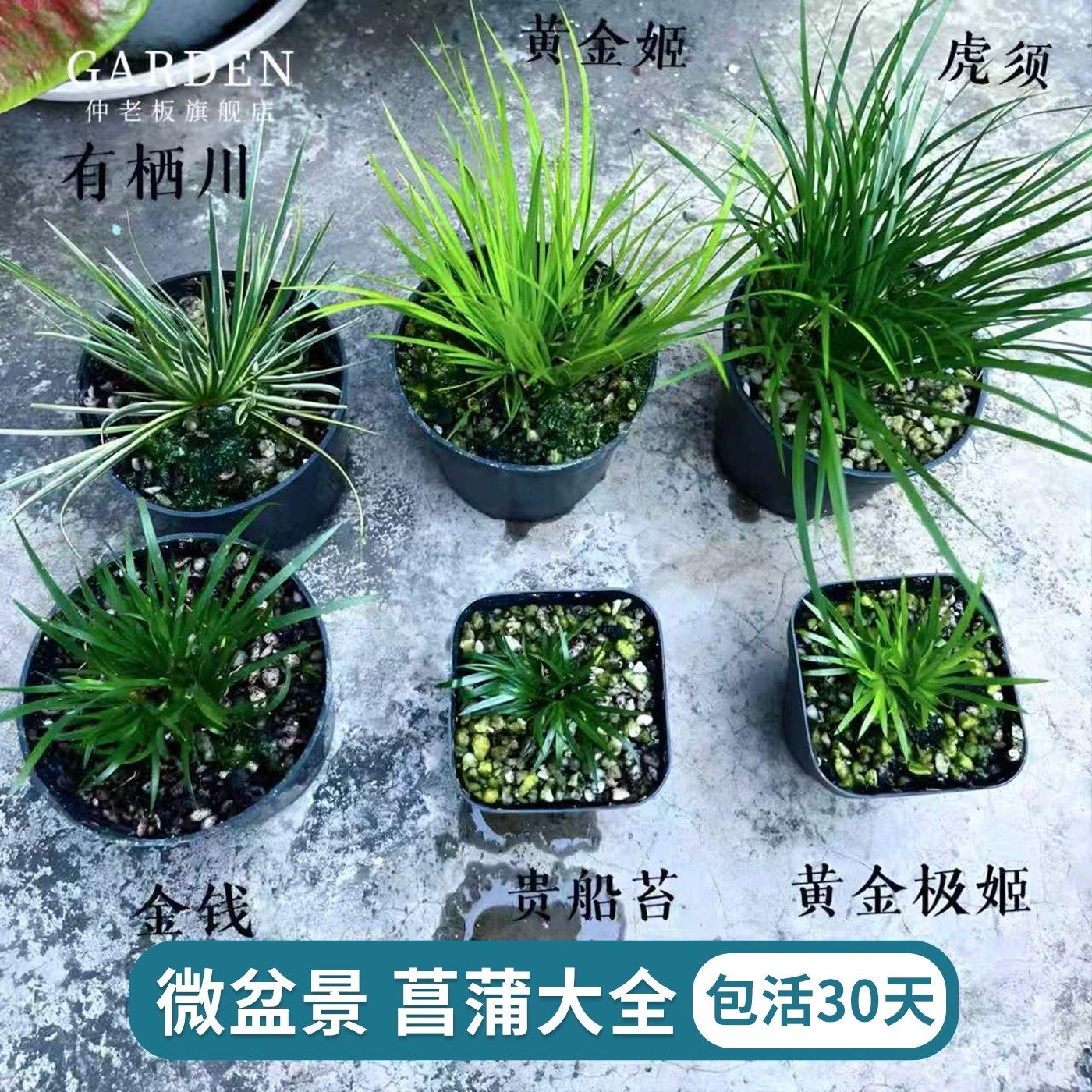 菖蒲盆景文房摆件-菖蒲盆景文房摆件促销价格、菖蒲盆景文房摆件品牌- 淘宝