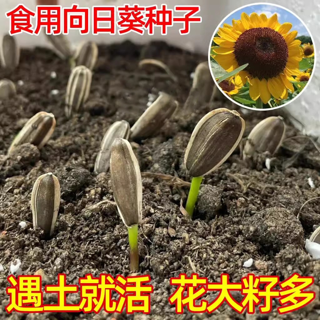水葵花价格多少钱？大粒食用向日葵种子春季四季都能种！_化妆品_淘宝美妆网