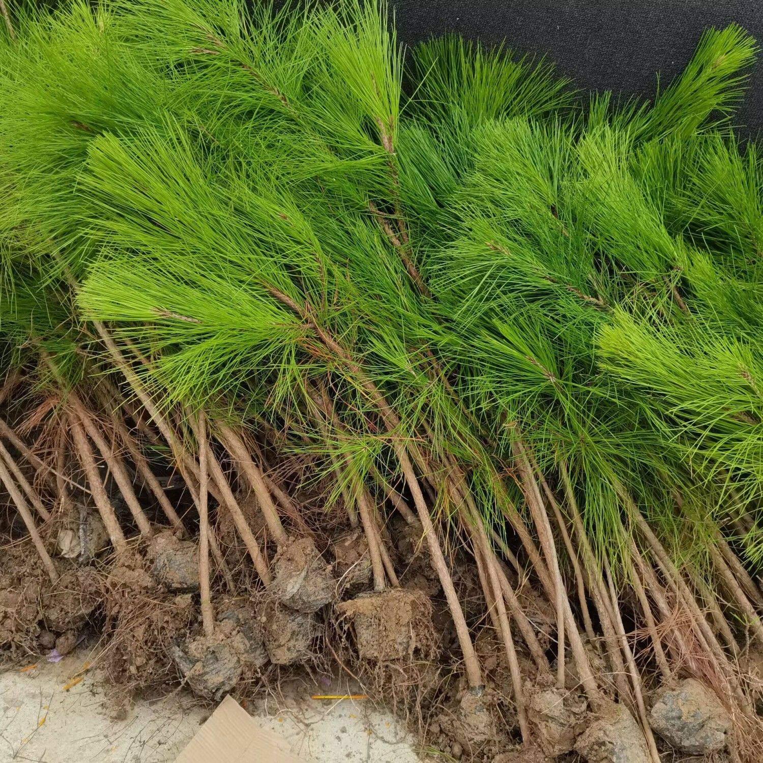 野生松树-野生松树促销价格、野生松树品牌- 淘宝