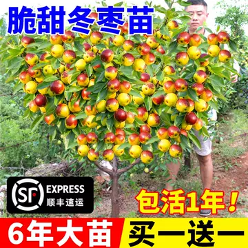 枣树果苗-枣树果苗促销价格、枣树果苗品牌- 淘宝