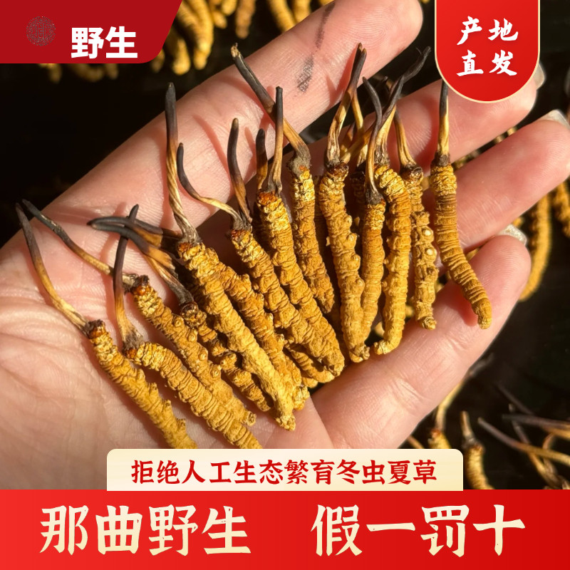 2026头茬冬虫夏草-2026头茬冬虫夏草促销价格、2026头茬冬虫夏草品牌- 淘宝