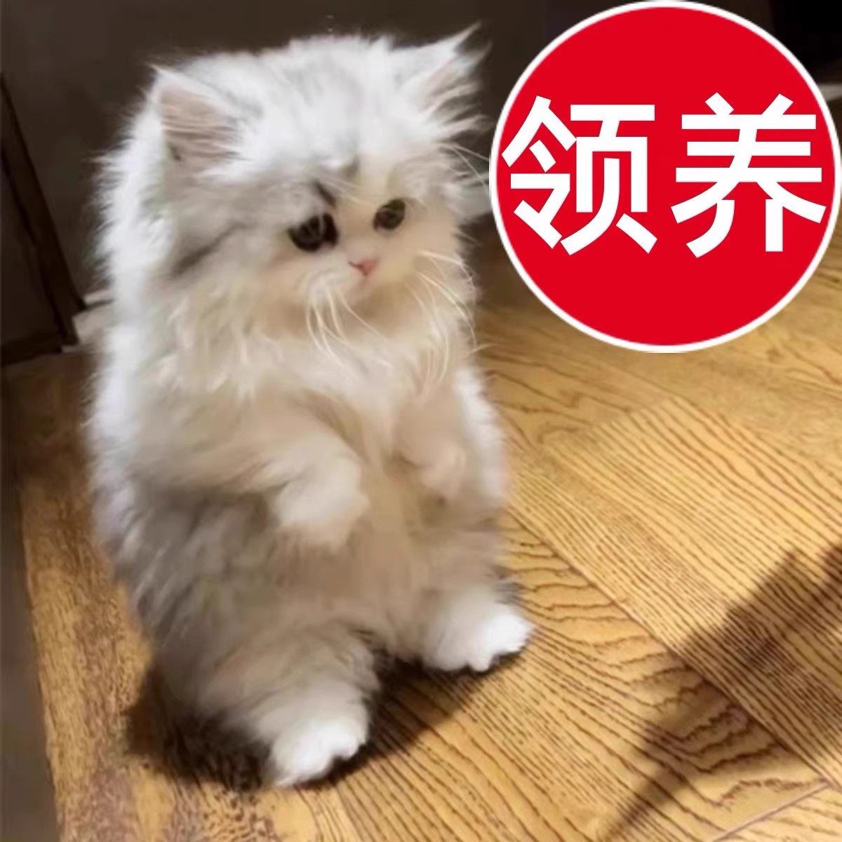 宿舍宠物首选🐾：免费领养布偶猫-宠物-淘宝好物网