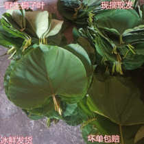 50 pieces of tung leaf tung leaf oil tung leaf wild fresh freshly picked tung leaf cake