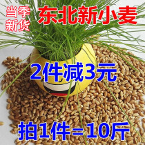 2021 New wheat northeast with skin wheat grain farmers miscellaneous grains hair wheat grass brewing pigeon grain chicken duck goose feed
