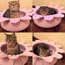 Cat Nest Season Universal Winter Warm Cat Bed Cat House Felt Cute Princess Bed Pet Coveted Red Kitty Kennel Kennel