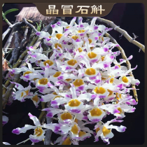 Dendrobium crystal Dendrobium Yunnan dendrobium straight rod branches Crystal bright flowers Easy to raise and easy to bloom Super long flowering period