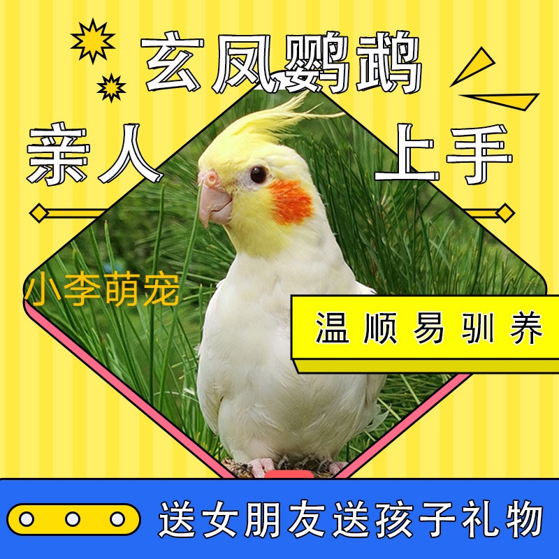 Hand-raised bird relatives Xuanfeng chicken-tailed parrot chicks Live bird Half-hairy pearl Primitive yellow talking bird Pet bird
