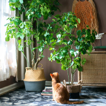 Han Apple Banyan Tree bonsai simulation flower green plant tree decoration decoration window clubhouse living room bedroom floor floor