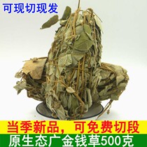 Guangxi Natural Fresh Large Leaf Gold Money Grass Wild Bubble Water Wide Gold Money Grass When Season New Goods Dry Chinese Herbal Medicine 500g