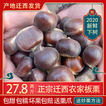 (21 years new) Qianxi fresh chestnut oil CHESTNUT Chestnut raw chestnut snack