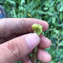 (Repay old customers) Authentic Huoshan Dendrobium fresh strips original planting gum rich hair Shunfeng