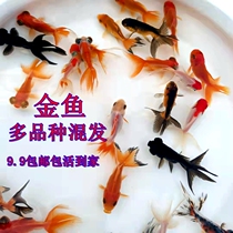 Goldfish Jinka Live Out Golden Carp Red Carp Red Carp Fish Red Koi Fish Fish Sample