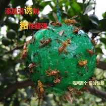 Fruit fly extermination artifact Fly ball Fruit fly trap Adhesive agent Agricultural citrus needle bee Fruit fly Large fruit fly