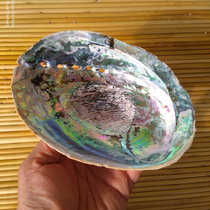 Natural sea snail shells Grand abalone shell Creative home Containing Soap Box Sage Potted Plant Fish Tank