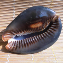 Natural big conch shell tortoise shell snail specimen snail hand piece Mediterranean home wedding aquarium fish tank landscape