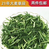 Large Wheat Grass Section 250 gr Rabbit Large Wheat Grass Dragon Cat Dutch Pig Herd Enhancing Physique Conditioning Gut Coarse Fiber