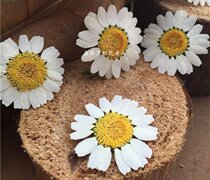 Crystal chrysanthemum dried flower embossed plant specimen DIY jewelry accessories photo frame painting drop glue phone case handmade flower material
