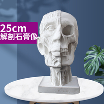 Unplaned Skull Gypsum Anatomy Skull Portrait Skull Portrait Factory Direct Plaster Teaching Aster Still Life Sketch