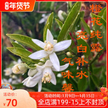 Long-term oxygen bitter orange flower pure Dew White skin deep water and oil control essence soothing and brightening 500ml