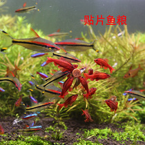 Dolphin patch fish food small paste feed thin slice fish grain tropical ornamental Peacock three Lake patch small fish