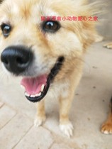 Snacks for smiling babies Shaanxi Weinan small animal love home