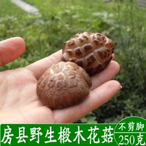 A Bite of China Shennongjia Fangxian county wild basswood small Mushroom Mushroom mushroom xiang jun mushrooms dry mushroom