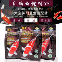 Shenyang giant scales bred to increase the body low water temperature 1kg packaging koi goldfish increase the body color digestion is not muddy water