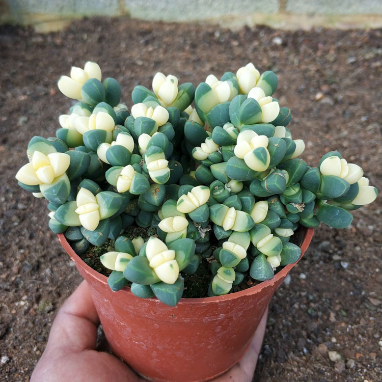 多肉植物鹿角海棠★举鼎 多肉植物 鹿角海棠高3-5cm 1元
