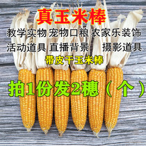 Dry corn cob 2 with skin real corn grains old corn cob decoration activity props pet rations