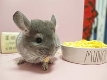 Star sister chincho small pet snacks molars corn chips coarse fiber digestion pet snacks Chinchow rabbit 100g