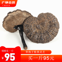 Authentic Guangxi with spore powder Semi-wild purple ganoderma lucidum black Nyingchi 500g a catty can be sliced powder bubble wine soup