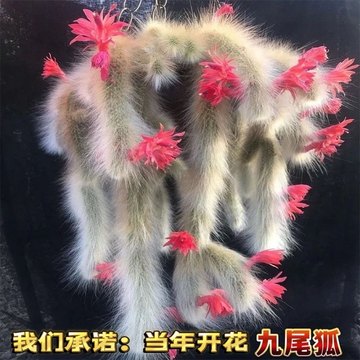 开花九尾狐多肉-开花九尾狐多肉促销价格、开花九尾狐多肉品牌- 淘宝