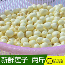 2021 fresh lotus seeds 2Kg pure hand-peeled lotus rice picked Guangchang White Lotus Shunfeng delivery
